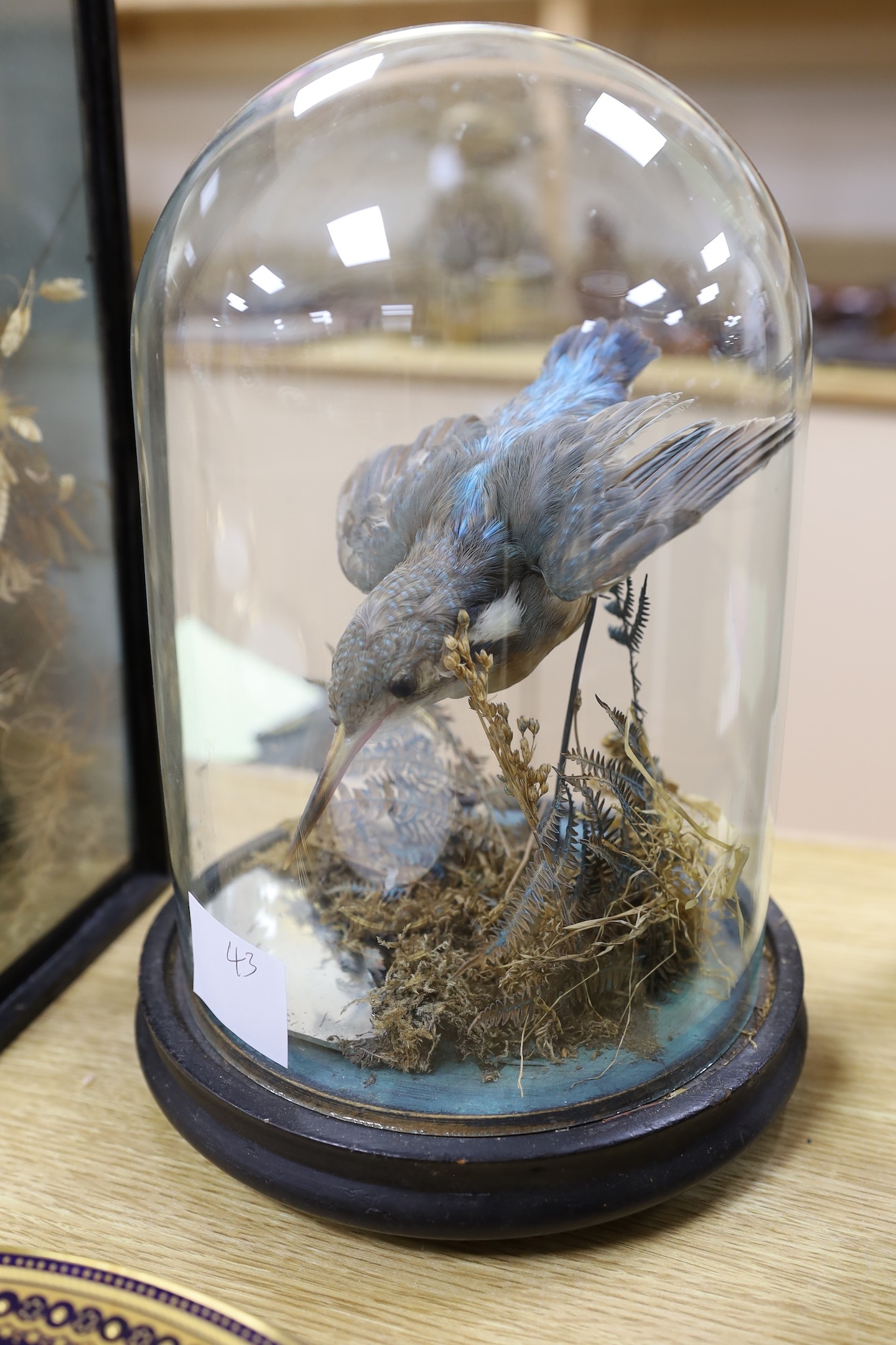 A cased taxidermic kestrel and a kingfisher under dome, Kestrel 35 cms high